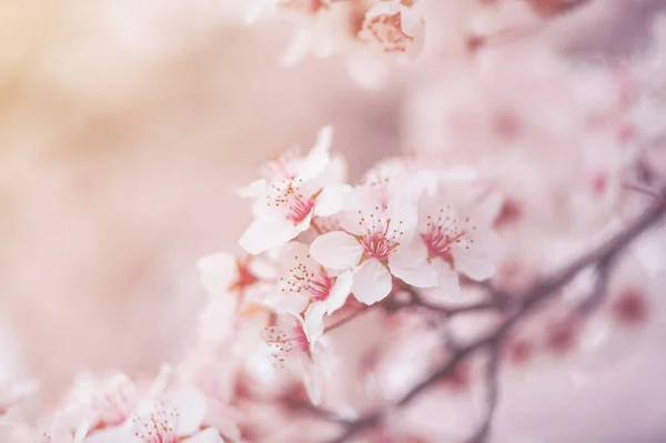 Rosafarbene Kirschblüte Frühling Selektiver Fokus — Stockfoto