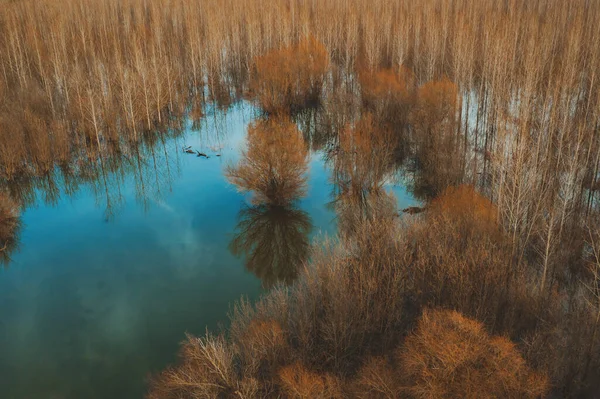 Aerial view of flooded woodland from drone pov, forest landscape under water