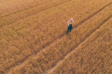 Olgun arpa tarlasında çalışan kadın çiftçinin hava görüntüsü, İHA pov 'dan yüksek açılı görüş.