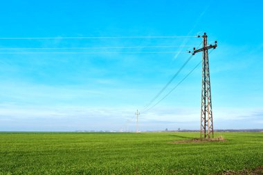 Yeşil buğday tarlasında elektrik direği Mavi gökyüzü kopyalama alanı