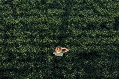İnsansız hava aracından tarlada çalışan soya fasulyesi çiftçisinin havadan görünüşü, yaz günbatımında tarım faaliyetleri.