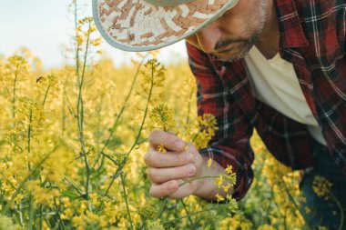 Tarım tarlasında çiçek açan kolza bitkisini inceleyen çiftçi, tarım uzmanı mahsul kontrolü yapıyor, seçici odaklanma..