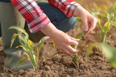 Tarladaki genç yeşil mısır ekinlerini inceleyen dişi tarım uzmanı, mısır tarlasına bakan çiftçi kadın, elleri kapalı, seçici odaklı.