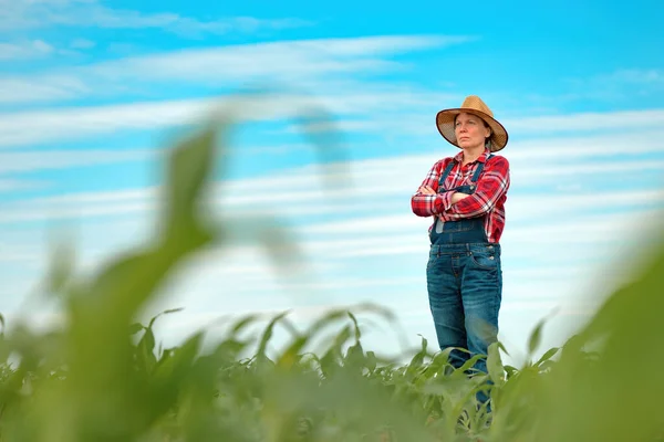 Agricultora Pie Campo Maíz Mirando Sobre Los Cultivos Maíz Verde — Foto de Stock