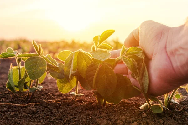 Agricultor Que Examina Planta Milho Verde Jovem Campo Agrícola Cultivado — Fotografia de Stock