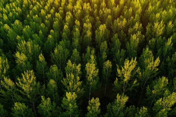 Green aspen tree forest from drone pov, aerial view of poplar woodland in summer sunset