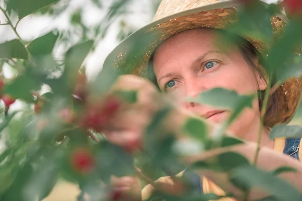 Agricultora Recogiendo Fruta Cereza Madura Huerto Orgánico Concepto Productos Cultivados — Foto de Stock