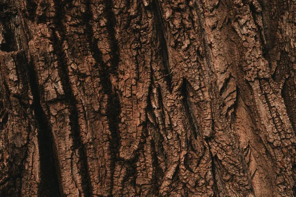 Patrón Textura Corteza Árbol Tronco Madera Arce Viejo Como Fondo —  Fotos de Stock