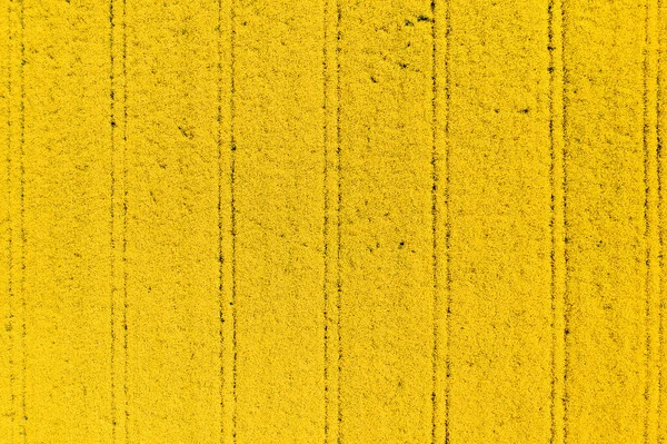 ドローンPovから開花中の油種レイプフィールドの空中ビュー — ストック写真