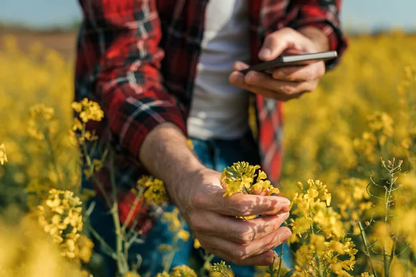 Coltivatore Che Scatta Foto Della Pianta Colza Fiore Con Smartphone — Foto Stock