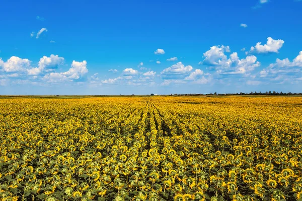 Aerial View Large Endless Blooming Sunflower Field Summer Drone Pov — Stock Photo, Image