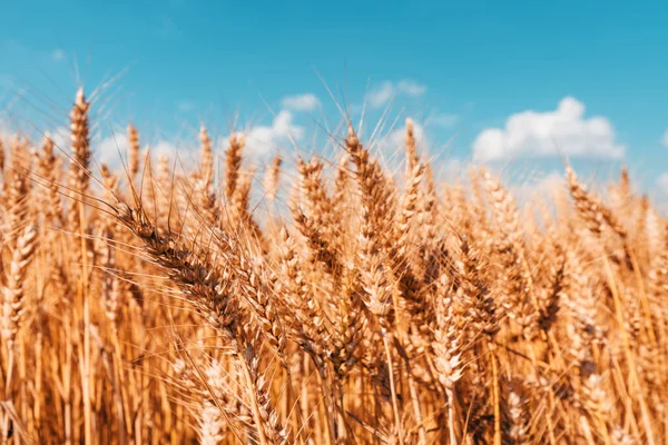 Спелый Урожай Готового Поля Посева Пшеницы Летом Селективное Фокусное Изображение — стоковое фото