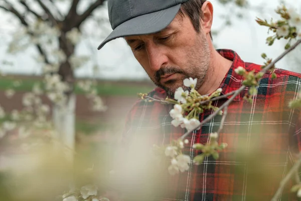 果樹園で開花桜の木の枝を検査する農家 選択的焦点 — ストック写真