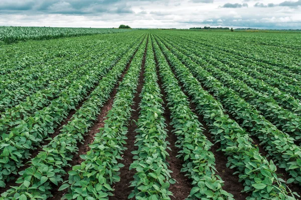 Reihenweise Angebaute Sojabohnen Auf Feldern Schwindender Perspektive — Stockfoto