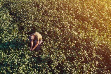 Soya fasulyesi çiftçisinin günbatımında tarlada dikilip ekinlere bakarken görüntüsü.
