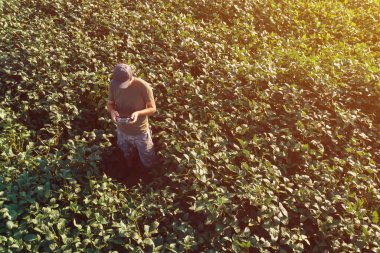 Soya fasulyesi akıllı tarım, tarım üretiminde dron kullanan çiftçi ve büyüyen bakla mahsulü
