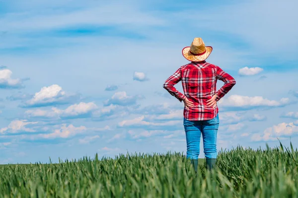 Farmářka Stojící Poli Zelené Pšenice Rukama Bok Pohled Zezadu Selektivní — Stock fotografie