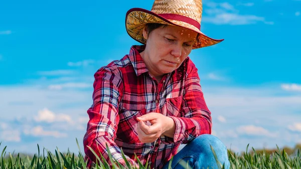 Θηλυκός Γεωργός Που Ελέγχει Τις Νέες Καλλιέργειες Δημητριακών Πράσινου Σίτου — Φωτογραφία Αρχείου