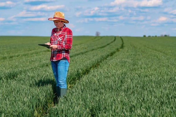 Vrouwelijke Boer Agronomist Met Behulp Van Digitale Tablet Groene Tarwe — Stockfoto