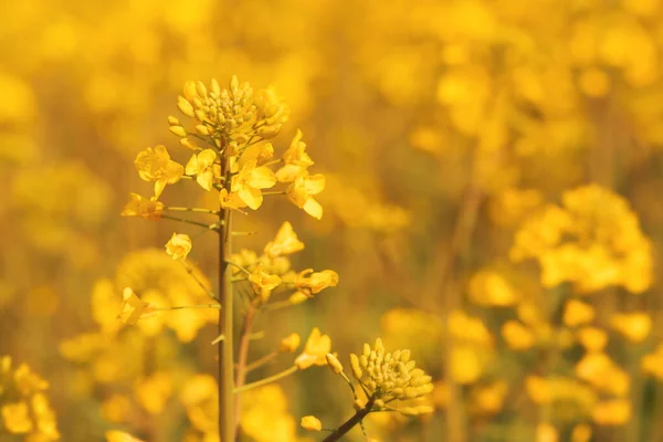 Close Blooming Oilseed Rape Flower Field Selective Focus — Stock Photo, Image