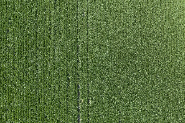 Aerial View Cultivated Sugar Beet Field Drone Pov Top View — Stock Photo, Image
