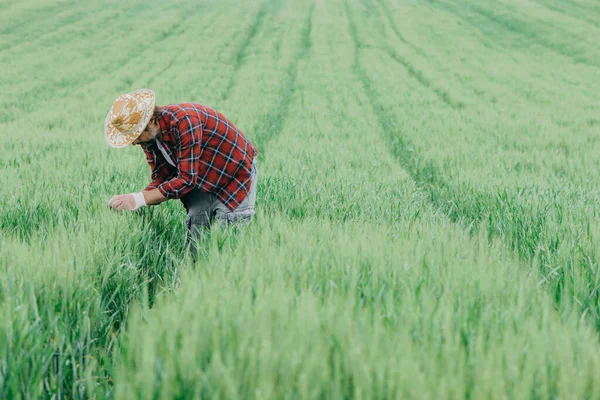 フィールドでの緑の小麦の作物の開発を検査農家 わら帽子を持つ大人の男性農学者や農地で作業シャツを果たした — ストック写真