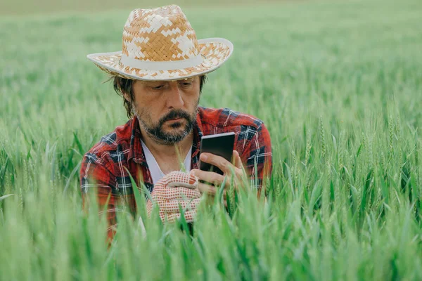 Farmer Fényképezés Zöld Búza Növények Okostelefon Felnőtt Férfi Agronómus Segítségével — Stock Fotó