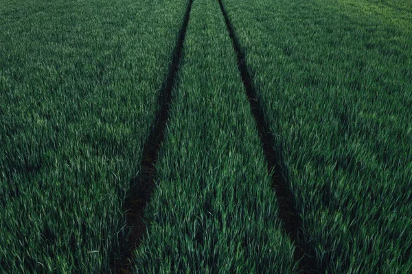 Green Wheat Field High Angle View Aerial Photography Abstract Natural — Stock Photo, Image