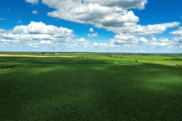 无人机拍摄 夏季绿色未成熟玉米地的高角景观 无人地带栽培玉米种植园 — 图库照片