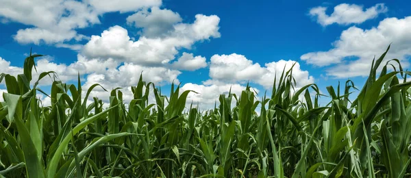 Majsfält Den Blå Himlen Med Vita Moln Odlad Majsplantage Med — Stockfoto