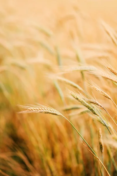 栽培分野の熟した大麦の作物 選択的焦点 — ストック写真