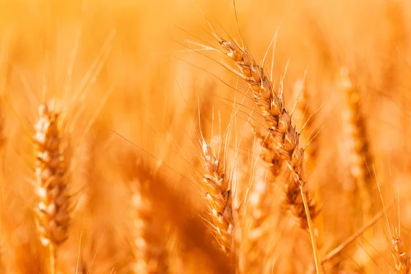 Vendemmia Campo Grano Pronto Estate Focus Selettivo — Foto Stock