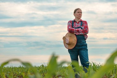 Endişeli kadın tarım uzmanı mısır tarlasında duruyor ve genç yeşil mısır mahsullerine bakıyor.