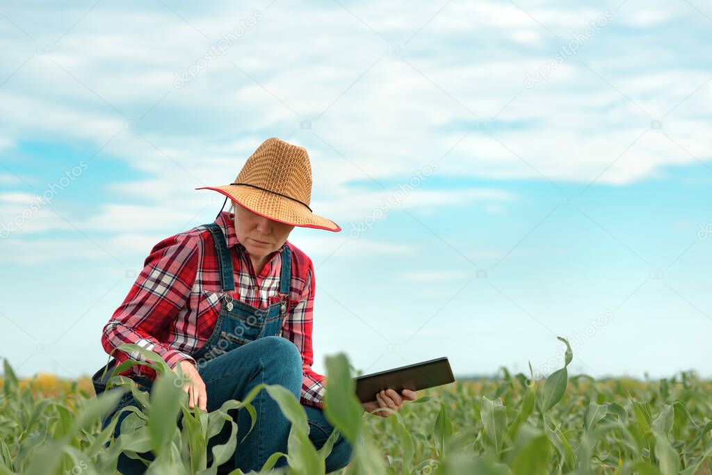 Female farmer agronomist using digital tablet computer in young green corn field in modern smart farming concept