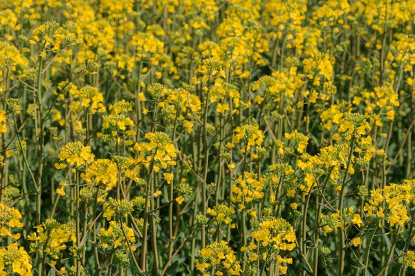 Blooming Oilseed Rape Field Spring Selective Focus — Stock Photo, Image