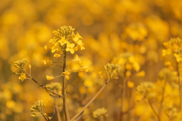 Koolzaadolie Bloem Selectieve Focus Mooie Brassica Napus Bloeiende Gewassen Het — Stockfoto