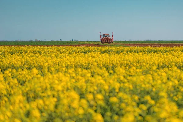 Unrecognizable Farmer Driving Tractor Cultivated Fields Wheat Rapeseed Blur Foreground — Stock Photo, Image
