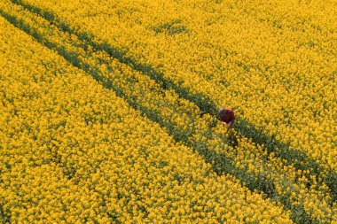 Erkek çiftçinin tarlada çiçek açan kolza tohumlarını incelediği hava görüntüsü, yüksek açılı drone fotoğrafçılığı.