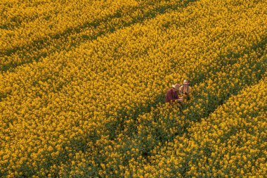 İki çiftçinin hava görüntüsü, erkek ve kadın, çiçek açan kolza tarlasında çalışıyorlar, yukarıdan drone fotoğrafçılığı.