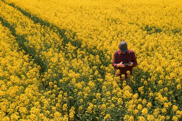 Flygfoto Jordbrukare Med Drönare Fjärrkontroll Blommande Rapsfrö Fält Med Hjälp — Stockfoto