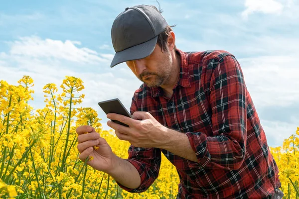 Çiftçi Çiçek Açan Kolza Tohumu Tarlasını Cep Telefonuyla Çekiyor Seçici — Stok fotoğraf