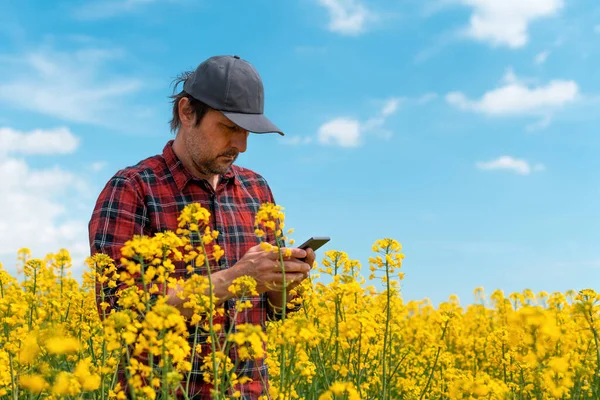 Farmer using mobile smart phone app in blooming rapeseed field, selective focus