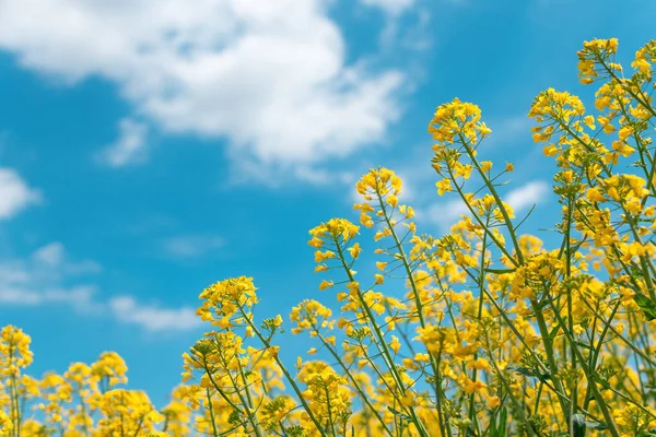 Avlingsfelt Rapsolje Brassica Napus Blomst Selektivt Fokus – stockfoto