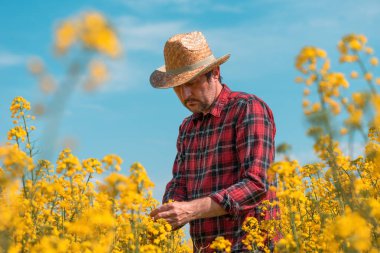 Çiftçi tarım uzmanı tarlada gelişen kolza tohumu tarlalarını araştırıyor, çiftlikte çalışan adam, seçici odaklanma.