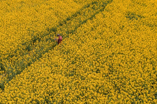 Aerial View Farmer Drone Remote Controller Blooming Rapeseed Field Using — Stock Photo, Image