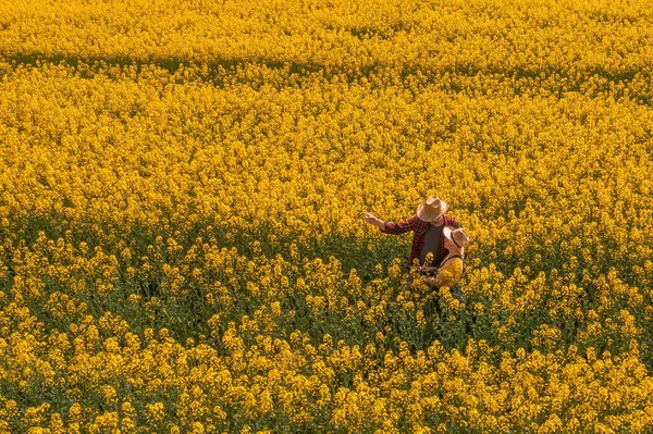 Çiftçinin Hava Görüntüsü Erkek Kadın Çiçek Açan Kolza Tarlasında Çalışıyorlar — Stok fotoğraf