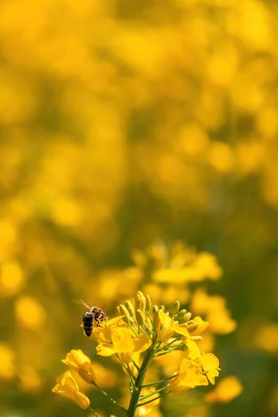 Ape Sul Fiore Colza Fiore Vicino Con Attenzione Selettiva — Foto Stock