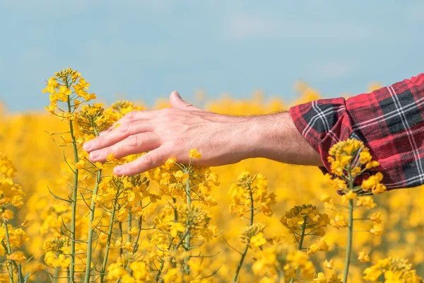 Muž Farmář Ruka Dotýká Kvetoucí Řepky Plodin Poli Zblízka Selektivním — Stock fotografie