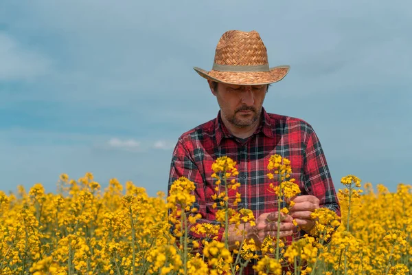 フィールドでの菜の花作物の開発についての農家の農学者 プランテーションで働く男 選択的焦点 — ストック写真