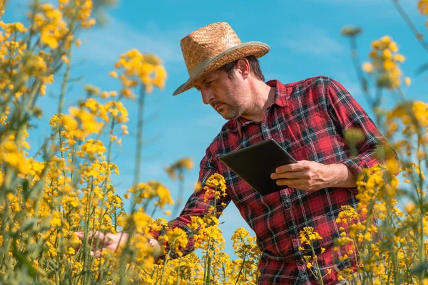 Landwirt Agronom Mit Innovativer Technologie Tablet Computer Blühenden Rapsfeld Selektiver — Stockfoto